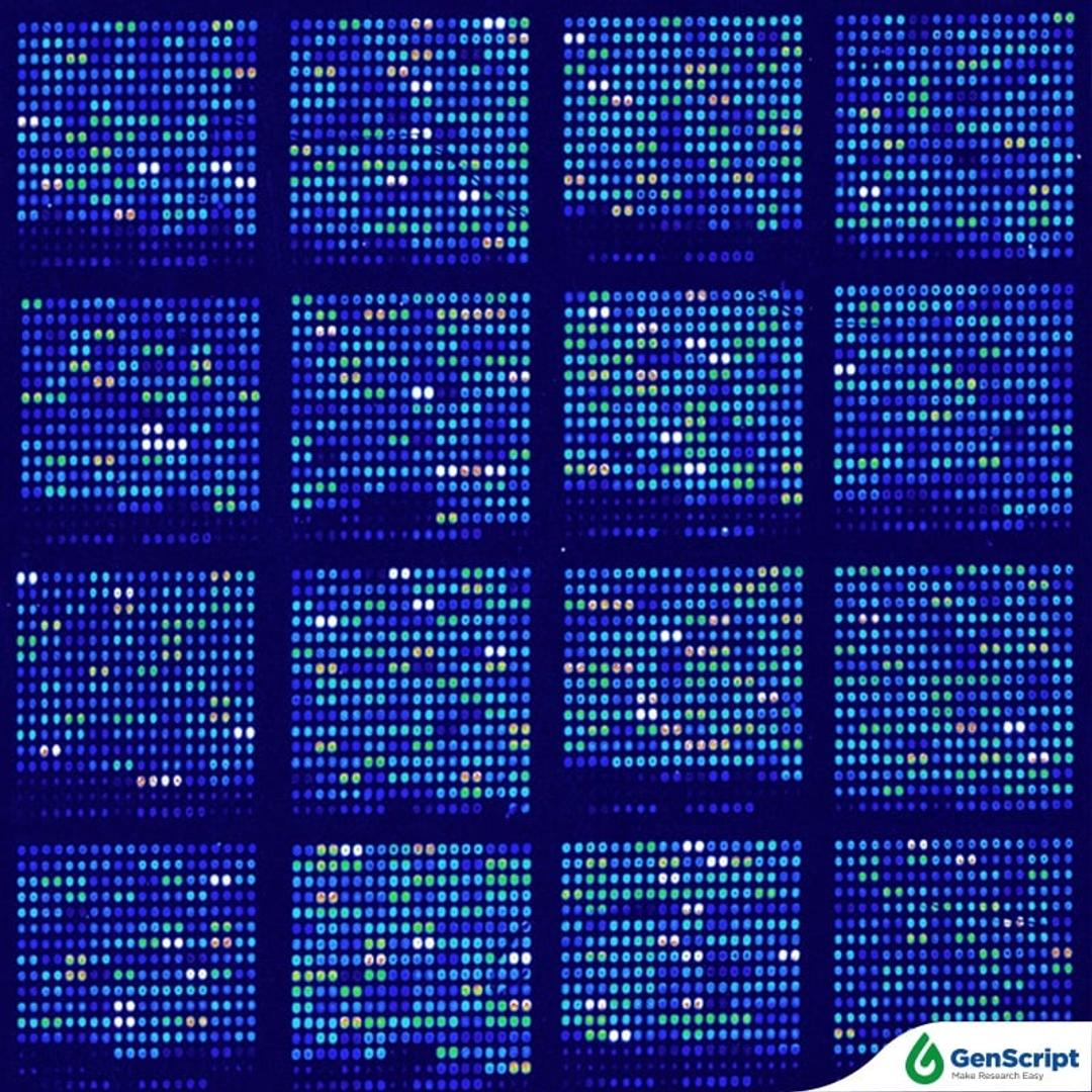 GenTitan™ Gene Fragments - GenScript - Life Sciences