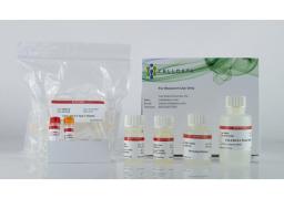 CELLDATA DNAstorm™ 2.0 FFPE DNA Extraction Kit - Biotium - Life Sciences