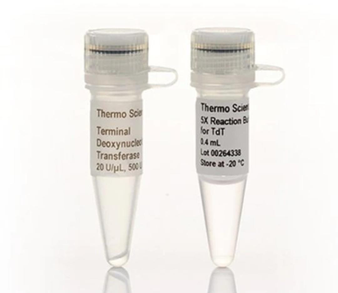 Terminal Deoxynucleotidyl Transferase (20 U/µL) - Thermo Fisher Scientific - Life Sciences