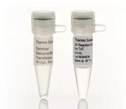 Terminal Deoxynucleotidyl Transferase (20 U/µL) - Thermo Fisher Scientific - Life Sciences