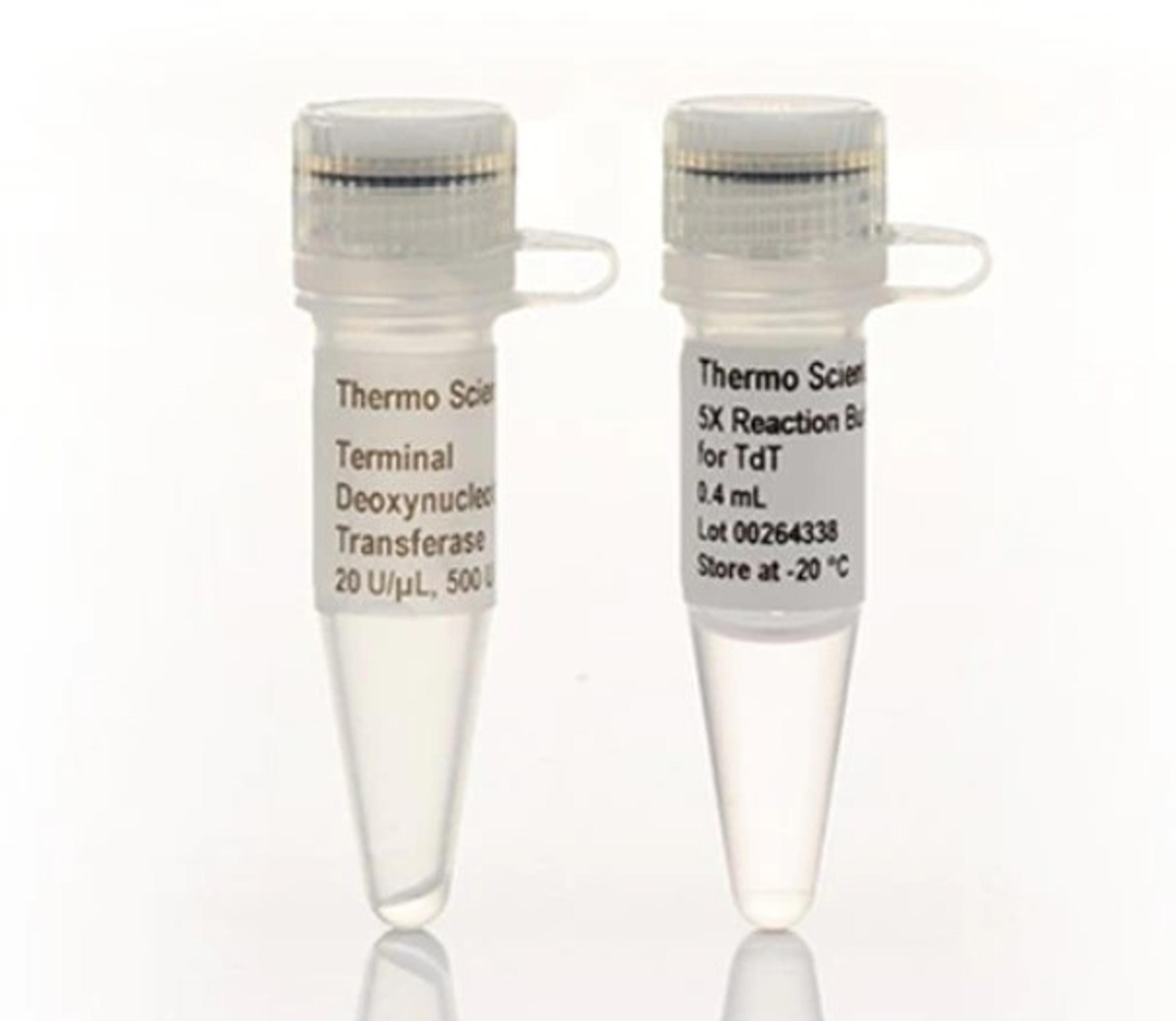 Terminal Deoxynucleotidyl Transferase (20 U/µL) - Thermo Fisher Scientific - Life Sciences