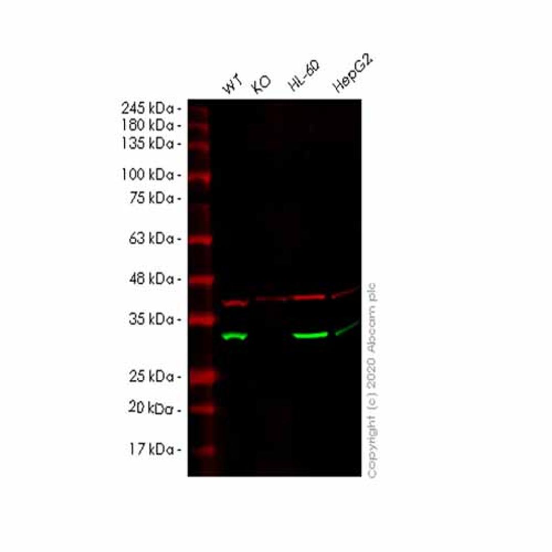 Human AK2 knockout HEK293T cell line - Abcam plc - Life Sciences