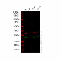 Human AK2 knockout HEK293T cell line - Abcam plc - Life Sciences