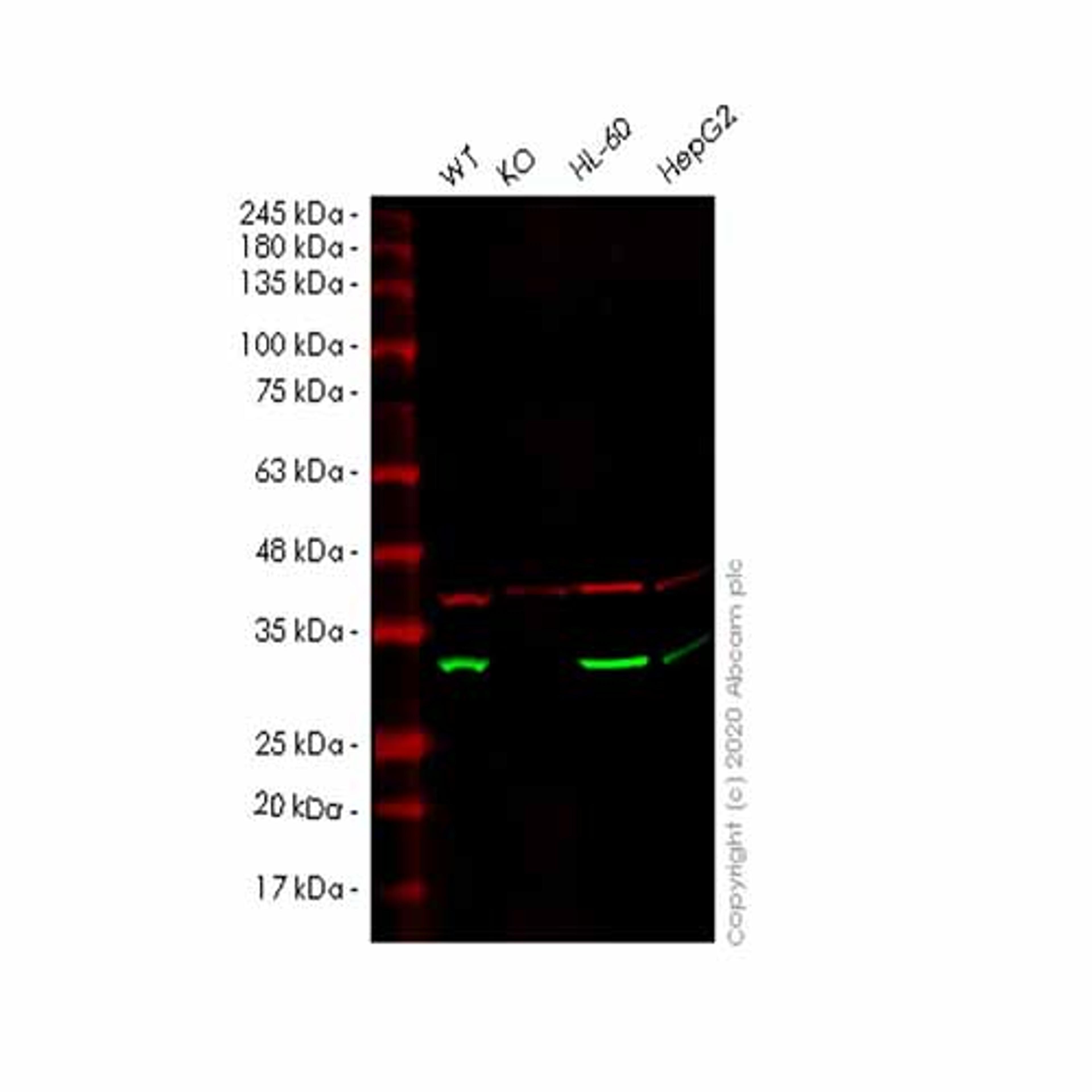 Human AK2 knockout HEK293T cell line - Abcam plc - Life Sciences