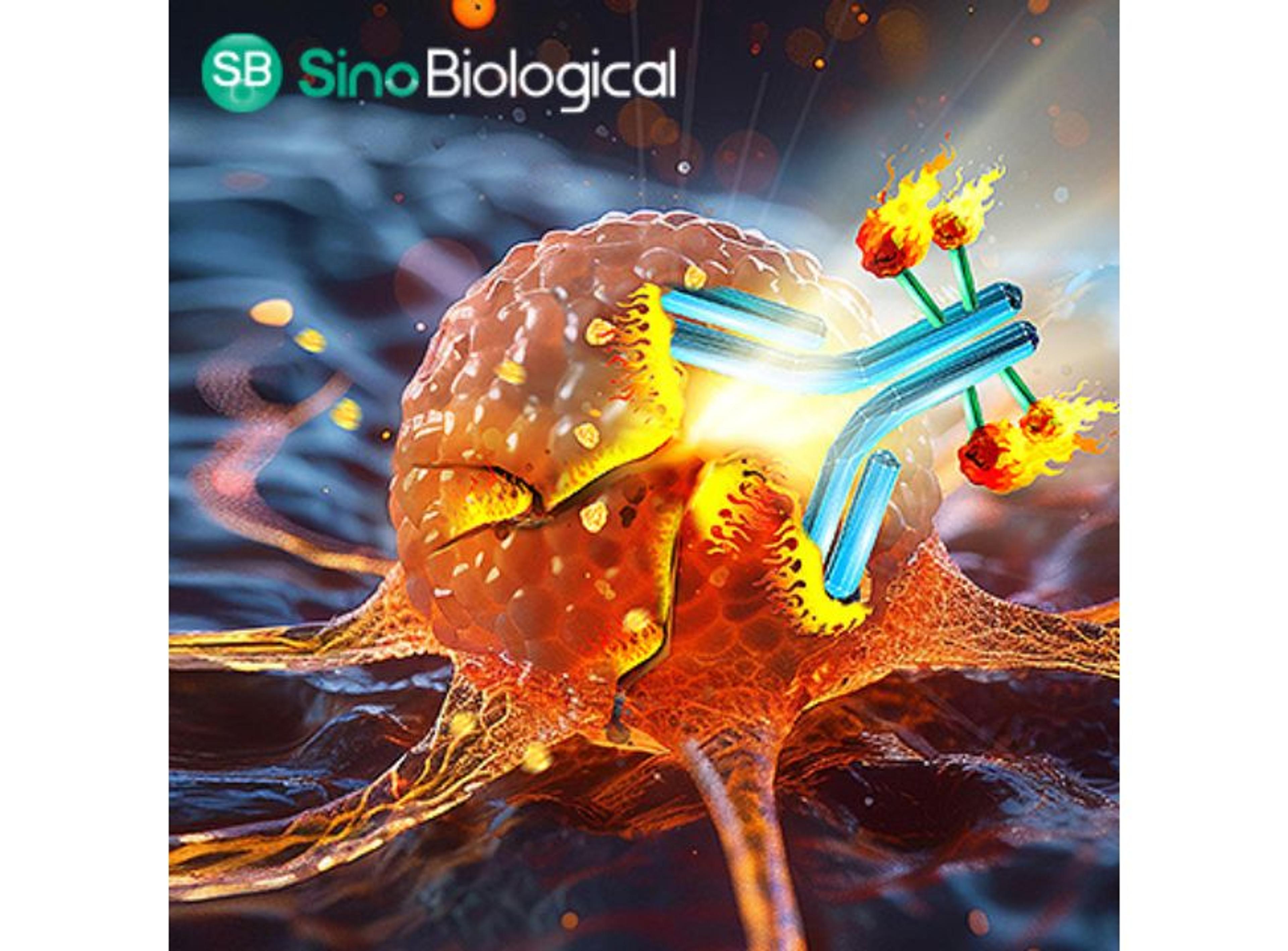 Antibody–Drug Conjugate Development Solutions - Sino Biological - Drug Discovery & Development