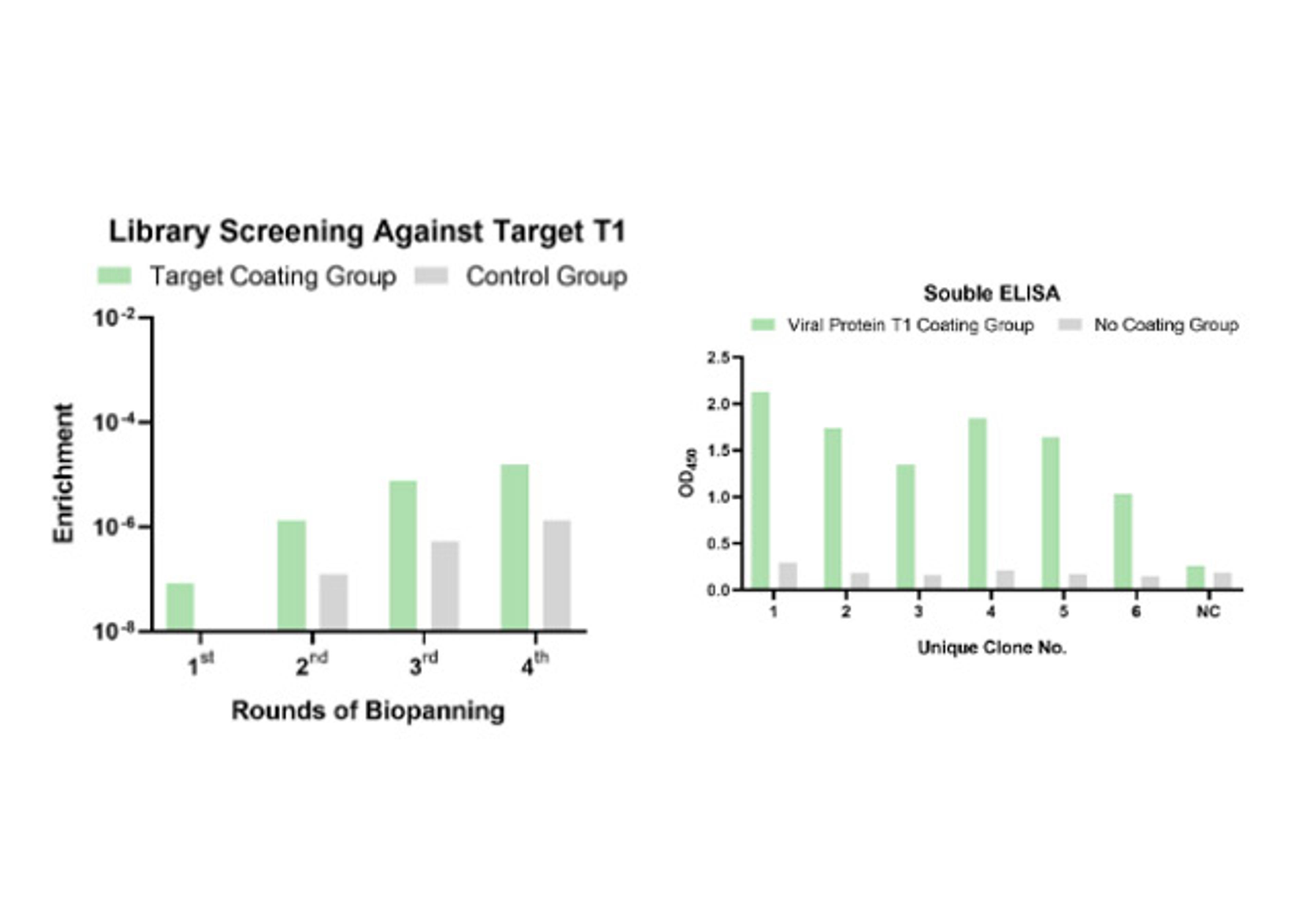 Phage Display HuVHHL-S1 Humanized Synthetic Single Domain Antibody Library Screening Service