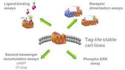 Tag-lite® cell-lines and reagents, a multimodal environment streamlined for GPCR studies - Cisbio Bioassays - Life Sciences