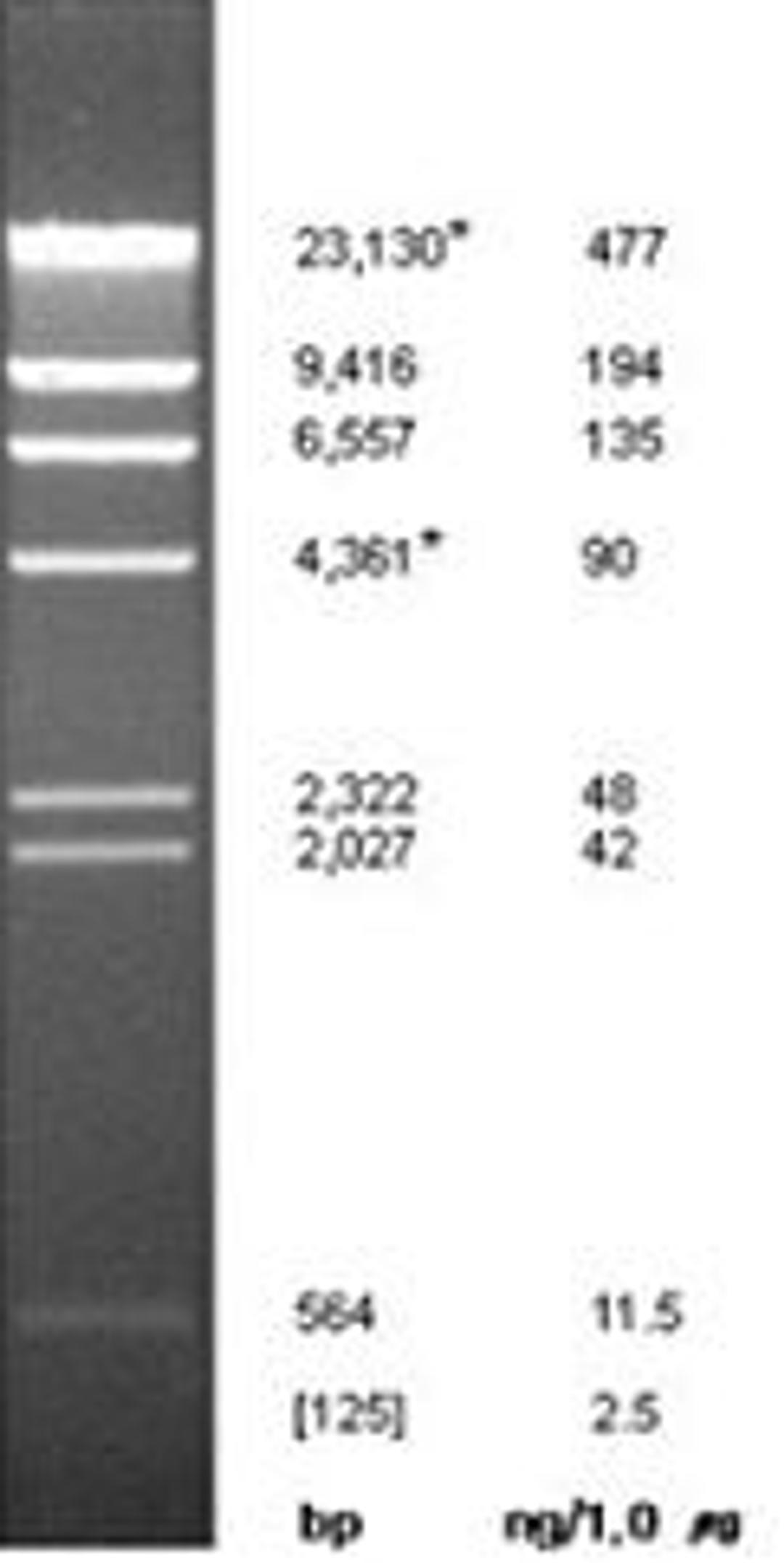 Lambda DNA / Hind III Marker, 125 - 23,130 bp, 500 µl (0.2 ug/µl) - Bioneer - Life Sciences