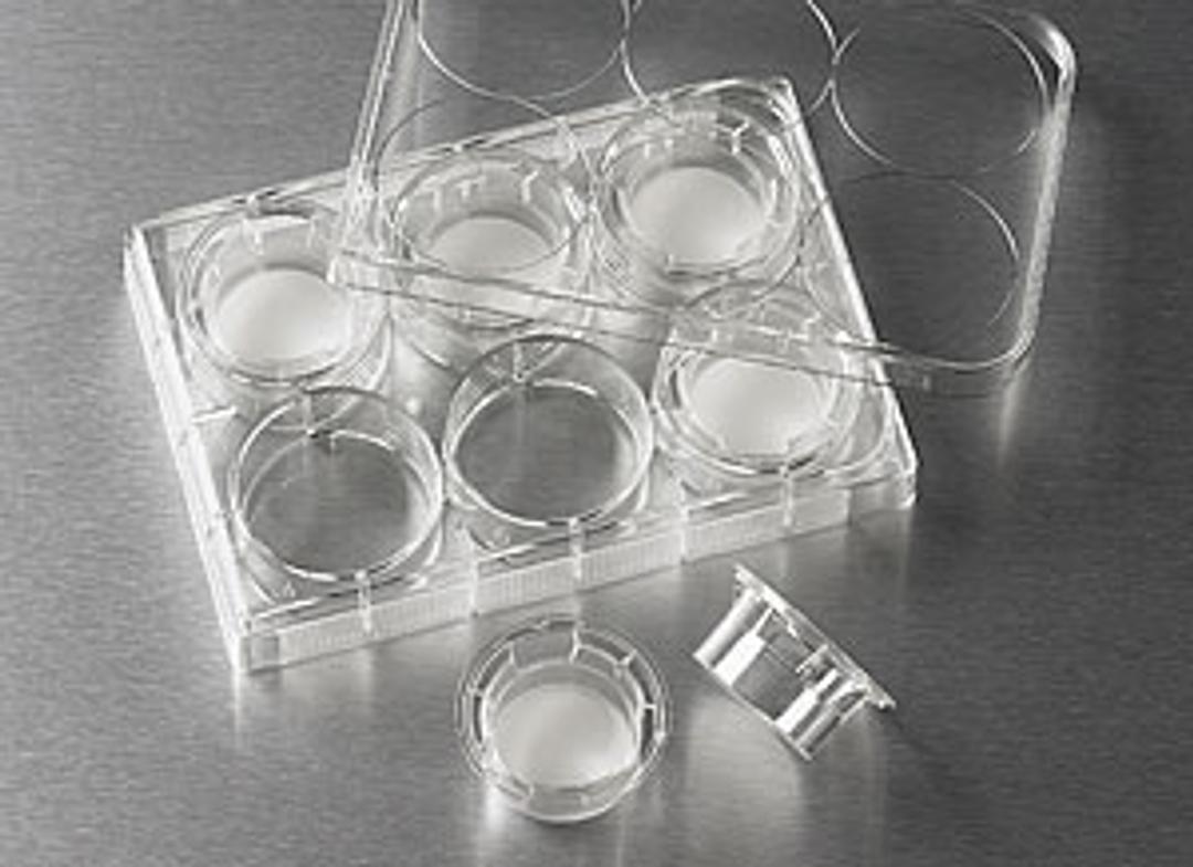 24 mm Transwell® with 8.0 µm Pore Polycarbonate Membrane Insert, Sterile - Corning Life Sciences - Life Sciences