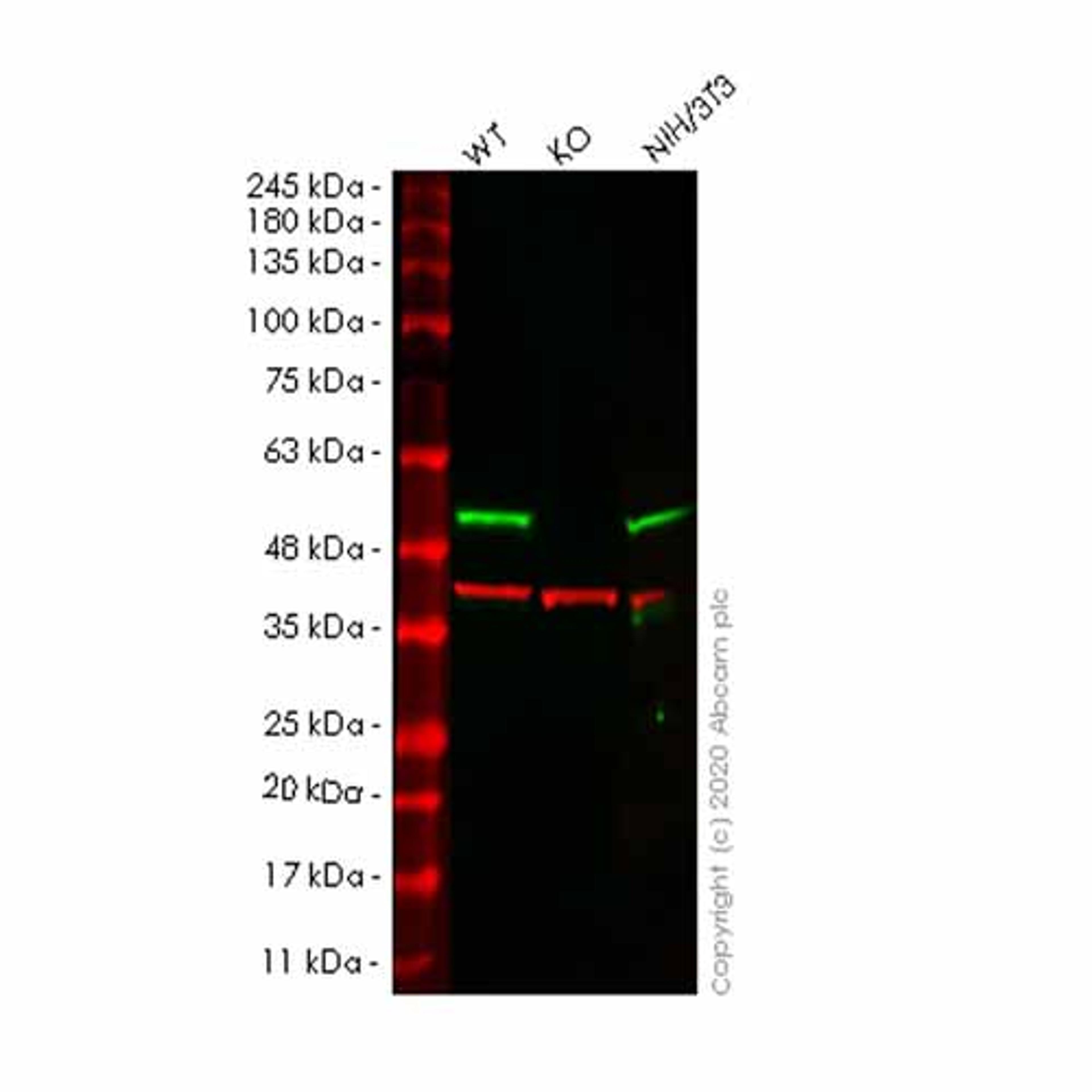 Human NCK1 (Nck) knockout HeLa cell line - Abcam plc - Life Sciences