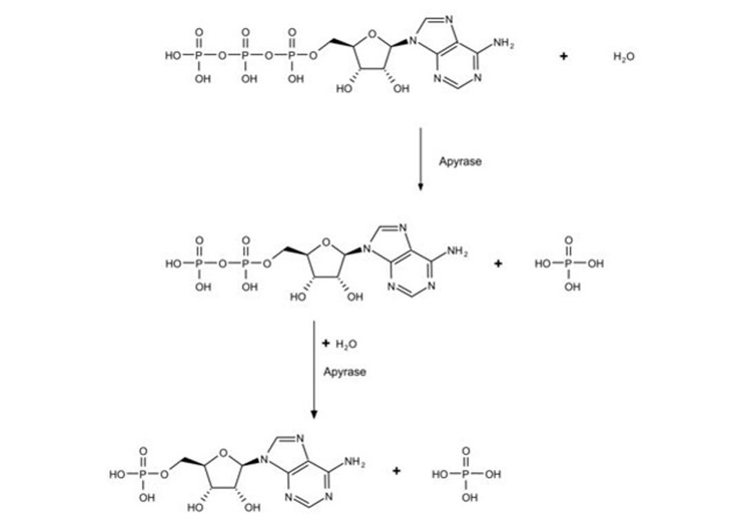 Apyrase from potato - Merck - Drug Discovery & Development