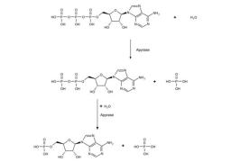 Apyrase from potato - Merck - Drug Discovery & Development