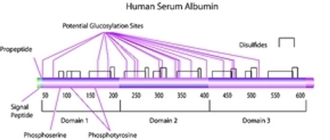 Albumin from human serum - Merck - Life Sciences