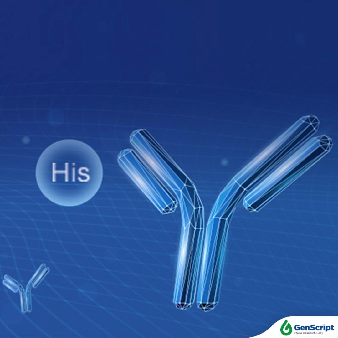 GenScript Epitope Antibodies - GenScript - Life Sciences