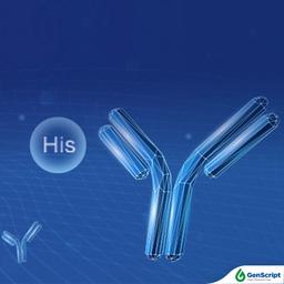 GenScript Epitope Antibodies - GenScript - Life Sciences
