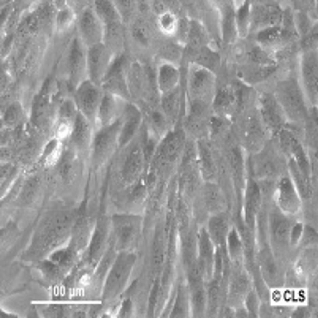 SW-1353 - Cell Lines Service GmbH - Life Sciences