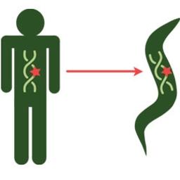 Humanized Transgenics - InVivo Biosystems - Life Sciences