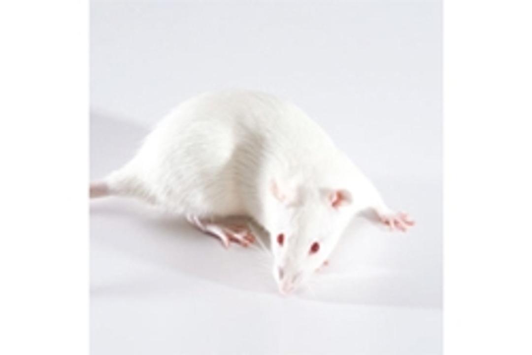 Ldlr Knockout Rat - SAGE Labs - Drug discovery > Pre-Clinical Development