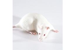 Ldlr Knockout Rat - SAGE Labs - Drug discovery > Pre-Clinical Development