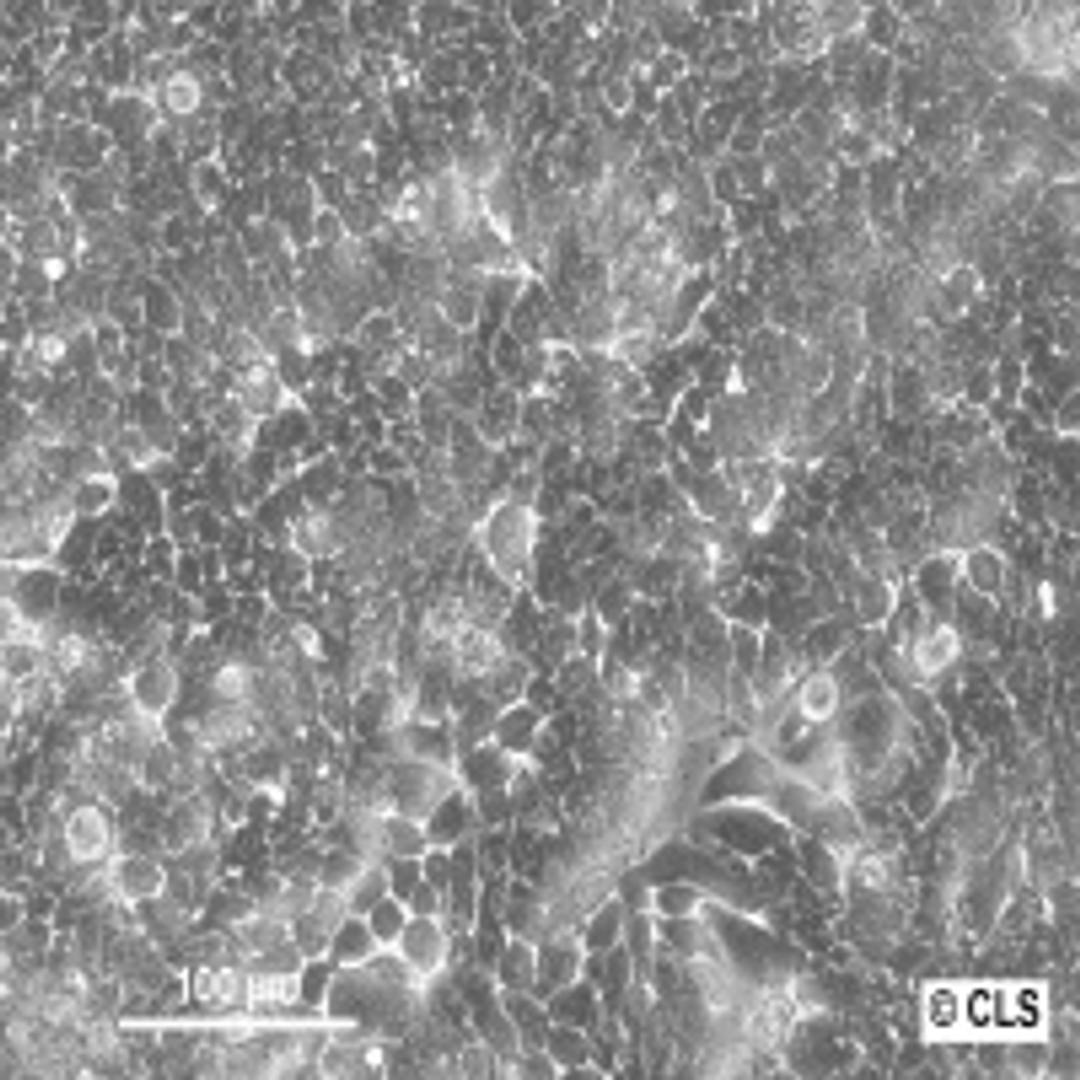 HT-29 - Cell Lines Service GmbH - Life Sciences