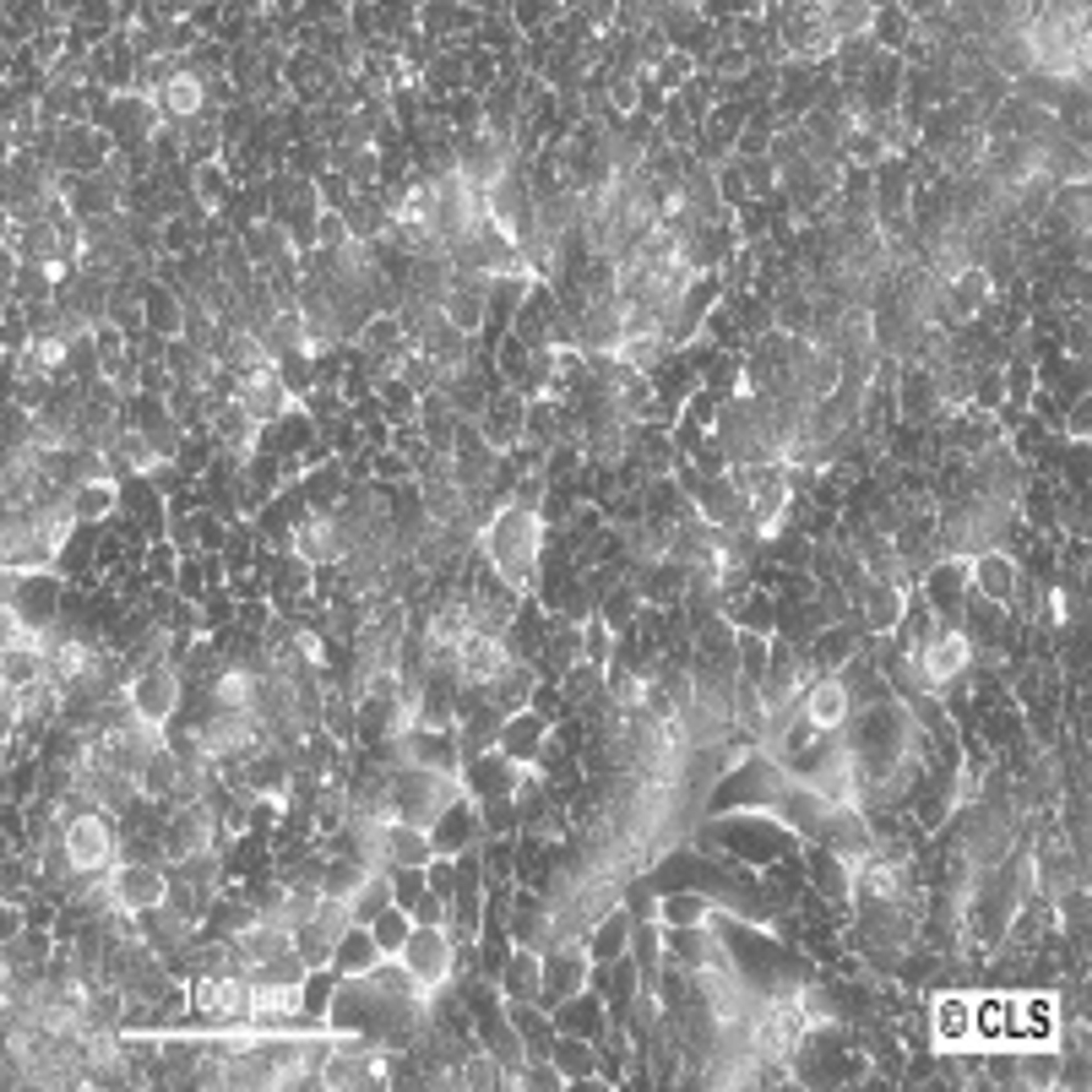 HT-29 - Cell Lines Service GmbH - Life Sciences