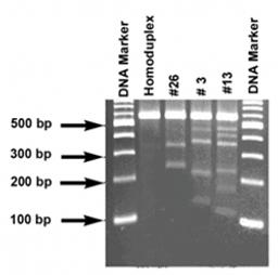 SURVEYOR® Mutation Detection Kit for Standard Gel Electrophoresis - Transgenomic Inc. - Life Sciences