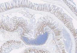 Immunohistochemistry Services - The Niche CRO Group - Life Sciences