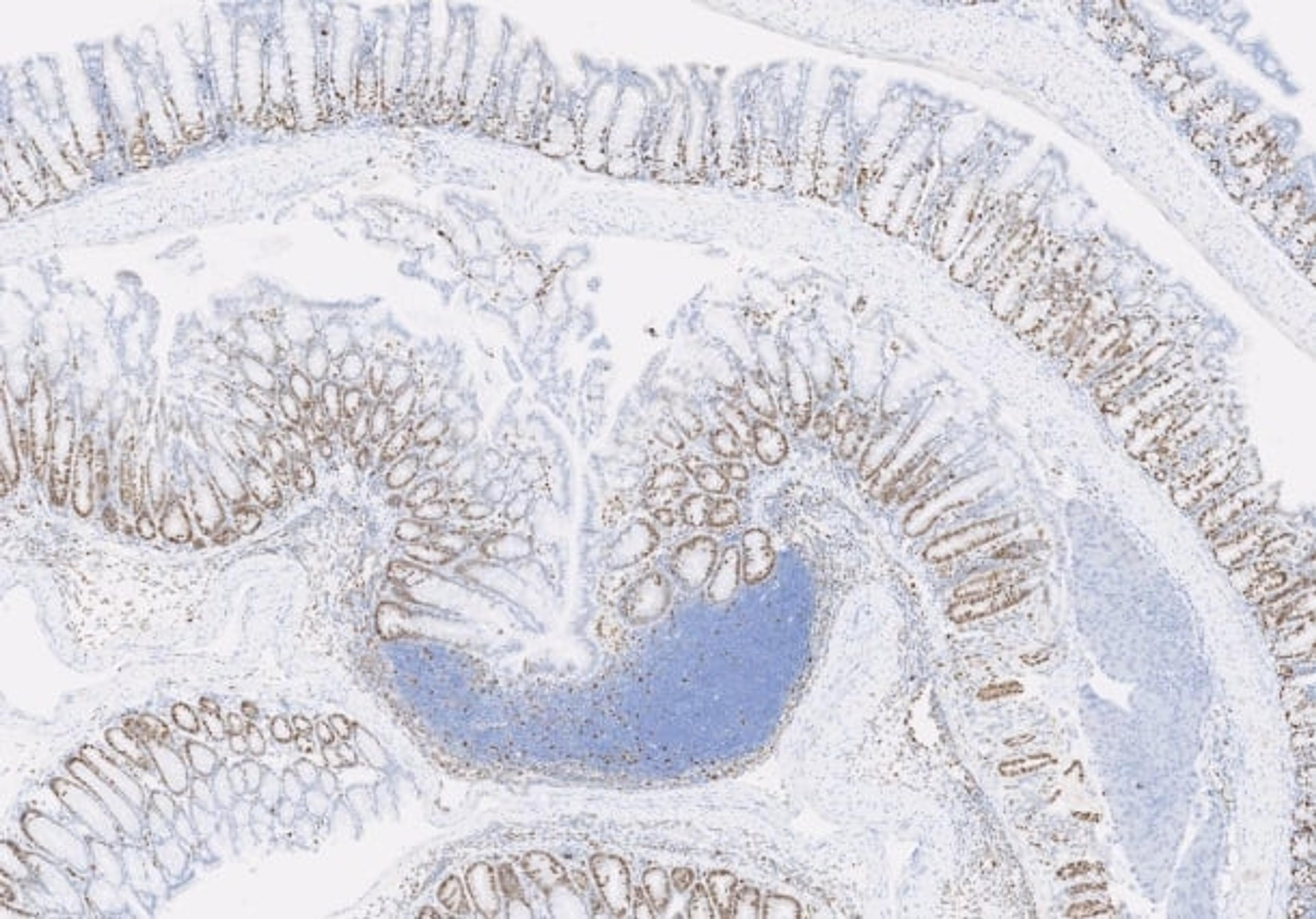Immunohistochemistry Services - The Niche CRO Group - Life Sciences