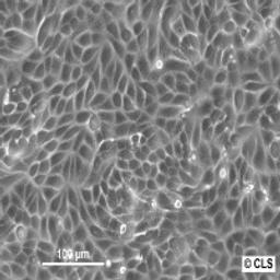 MDCK (NBL-2) - Cell Lines Service GmbH - Life Sciences