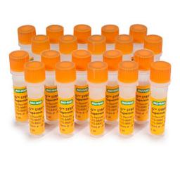 iQ™ SYBR® Green Supermix, 1,000 x 50 µl rxns, 25 ml (20 x 1.25 ml) - Bio-Rad - Life Sciences