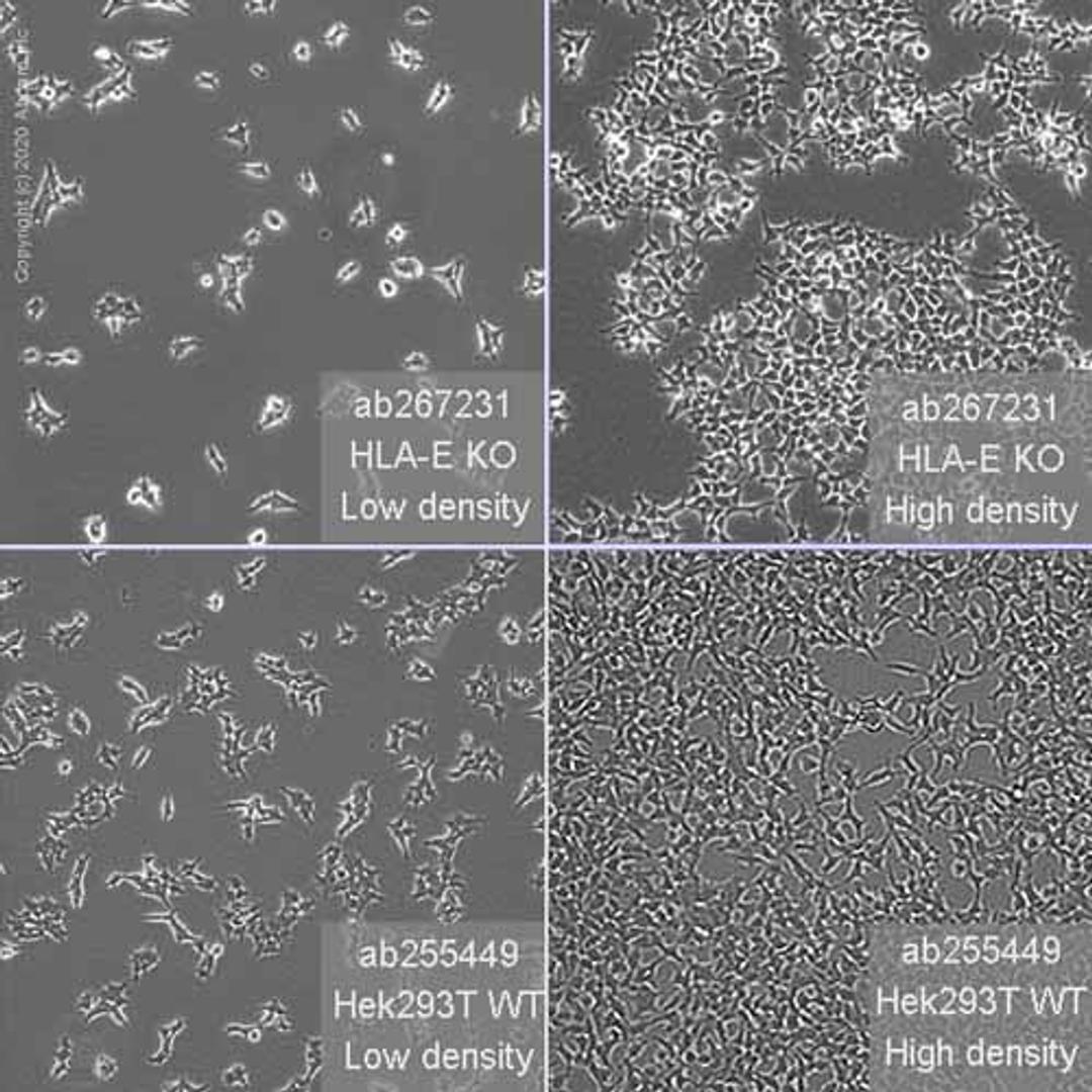 Human HLA-E (HLA E) knockout HEK293T cell line - Abcam plc - Life Sciences