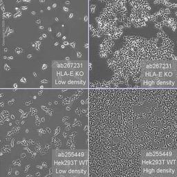 Human HLA-E (HLA E) knockout HEK293T cell line - Abcam plc - Life Sciences