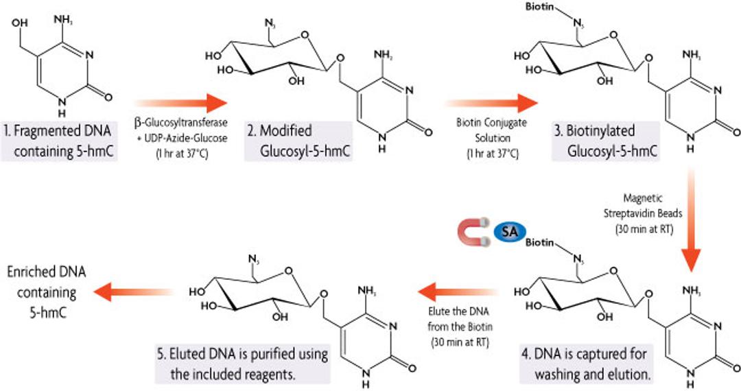 Hydroxymethyl Collector™ - Active Motif - Life Sciences