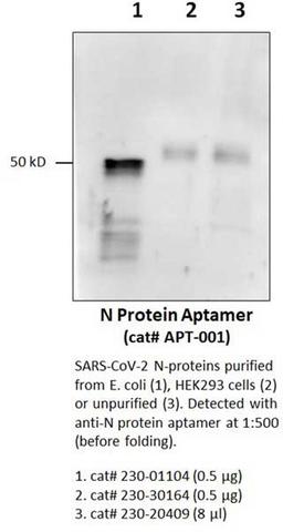 Anti-SARS-CoV-2 N-Protein Aptamer - RayBiotech Inc. - Life Sciences