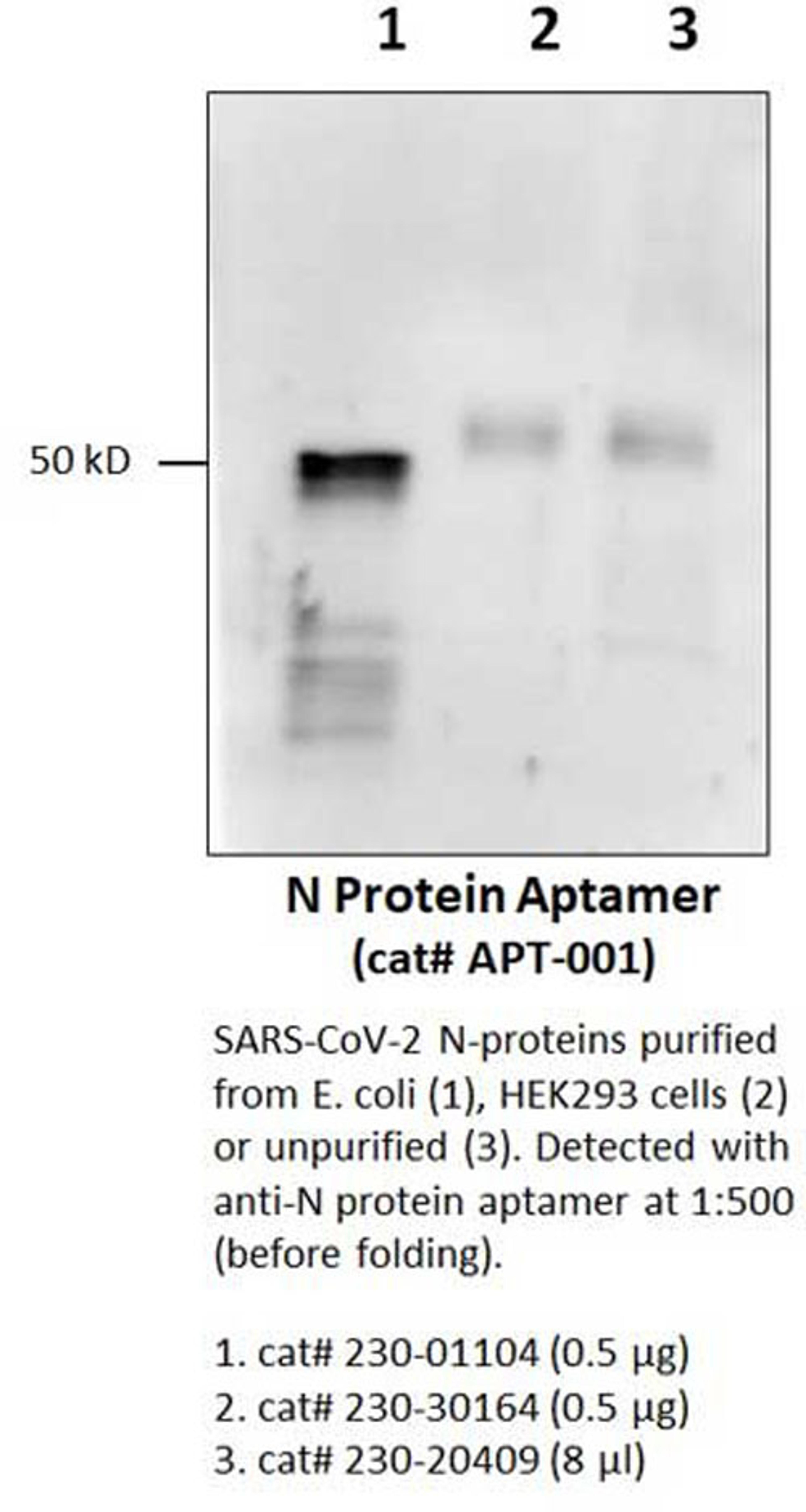 Anti-SARS-CoV-2 N-Protein Aptamer - RayBiotech Inc. - Life Sciences