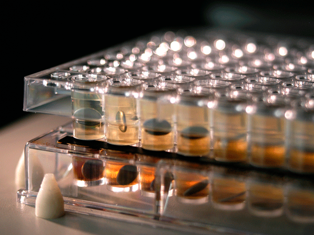 Parallel artificial membrane permeability assay (PAMPA) kits - Pion, Inc - Life Sciences