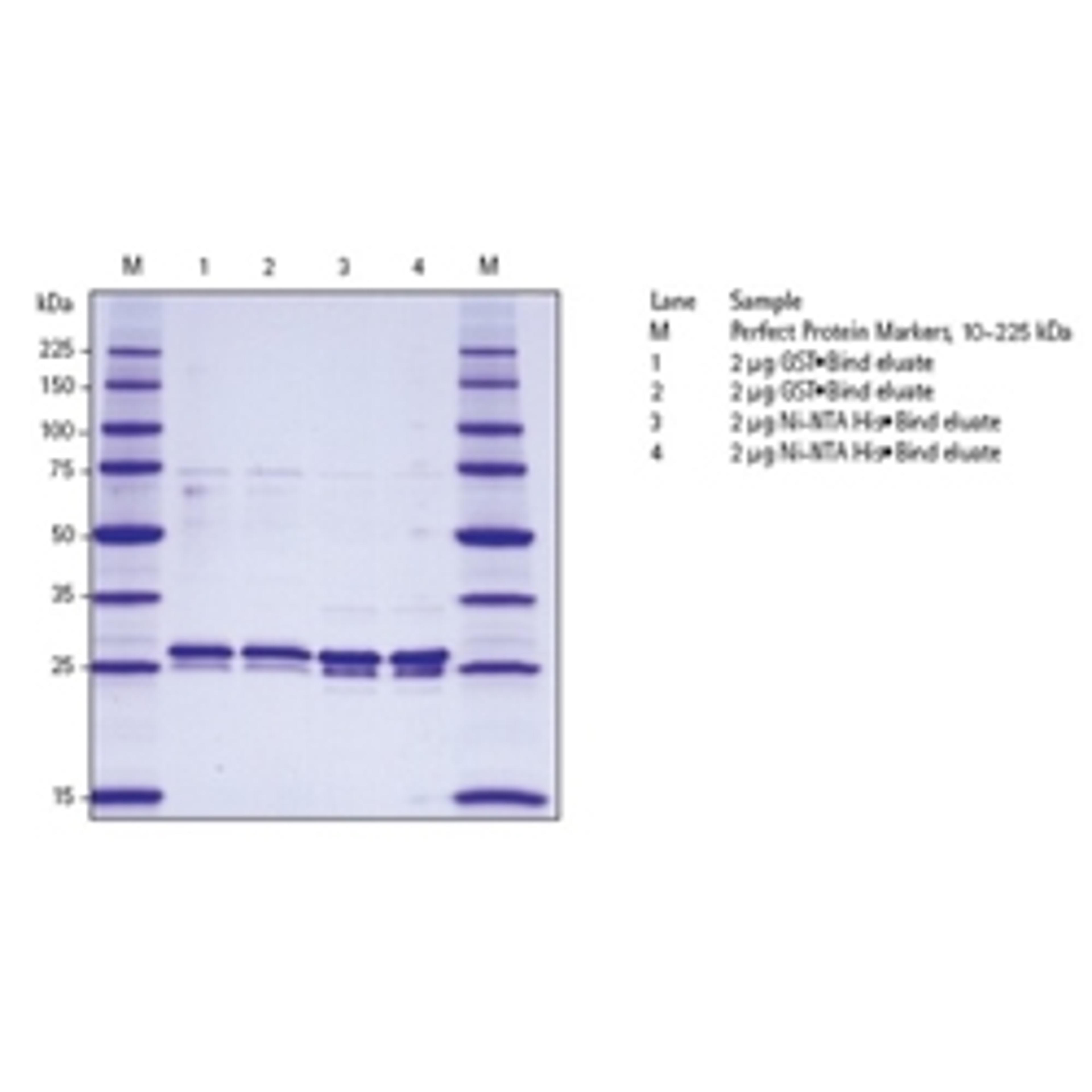 YeastBuster™ Protein Extraction Reagent - Merck - Life Sciences