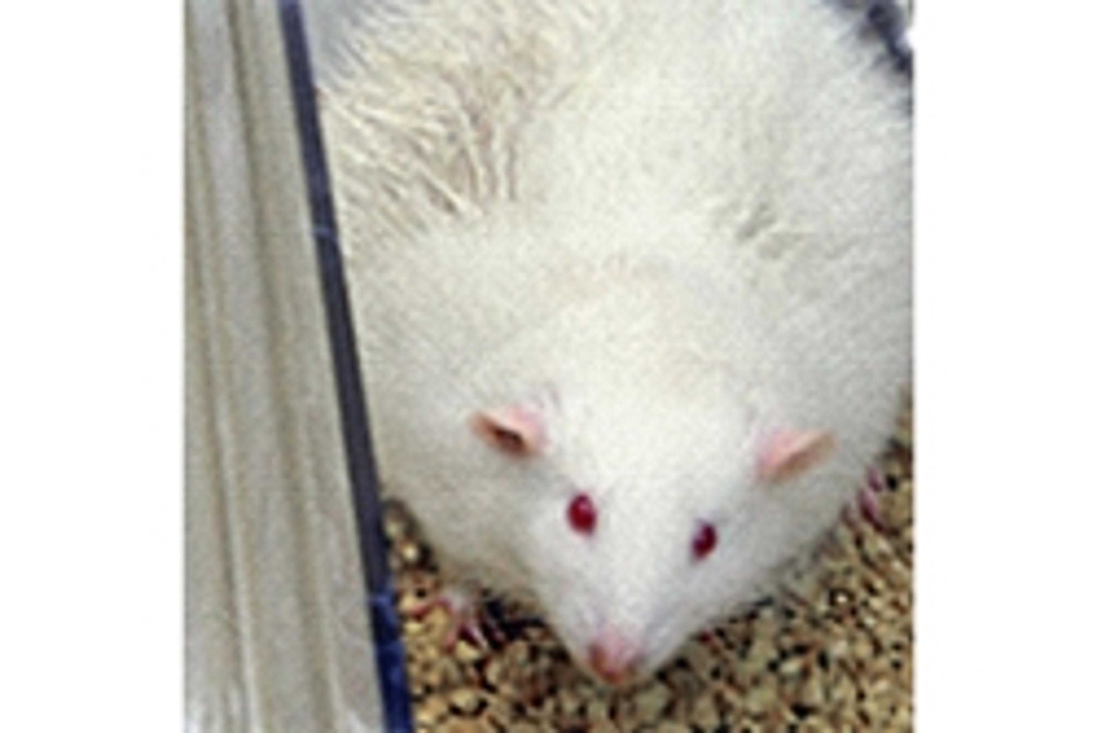 Leptin Knockout Rat — KiloRat™ - SAGE Labs - Drug discovery > Pre-Clinical Development