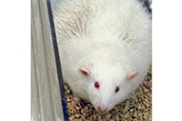 Leptin Knockout Rat — KiloRat™ - SAGE Labs - Drug discovery > Pre-Clinical Development