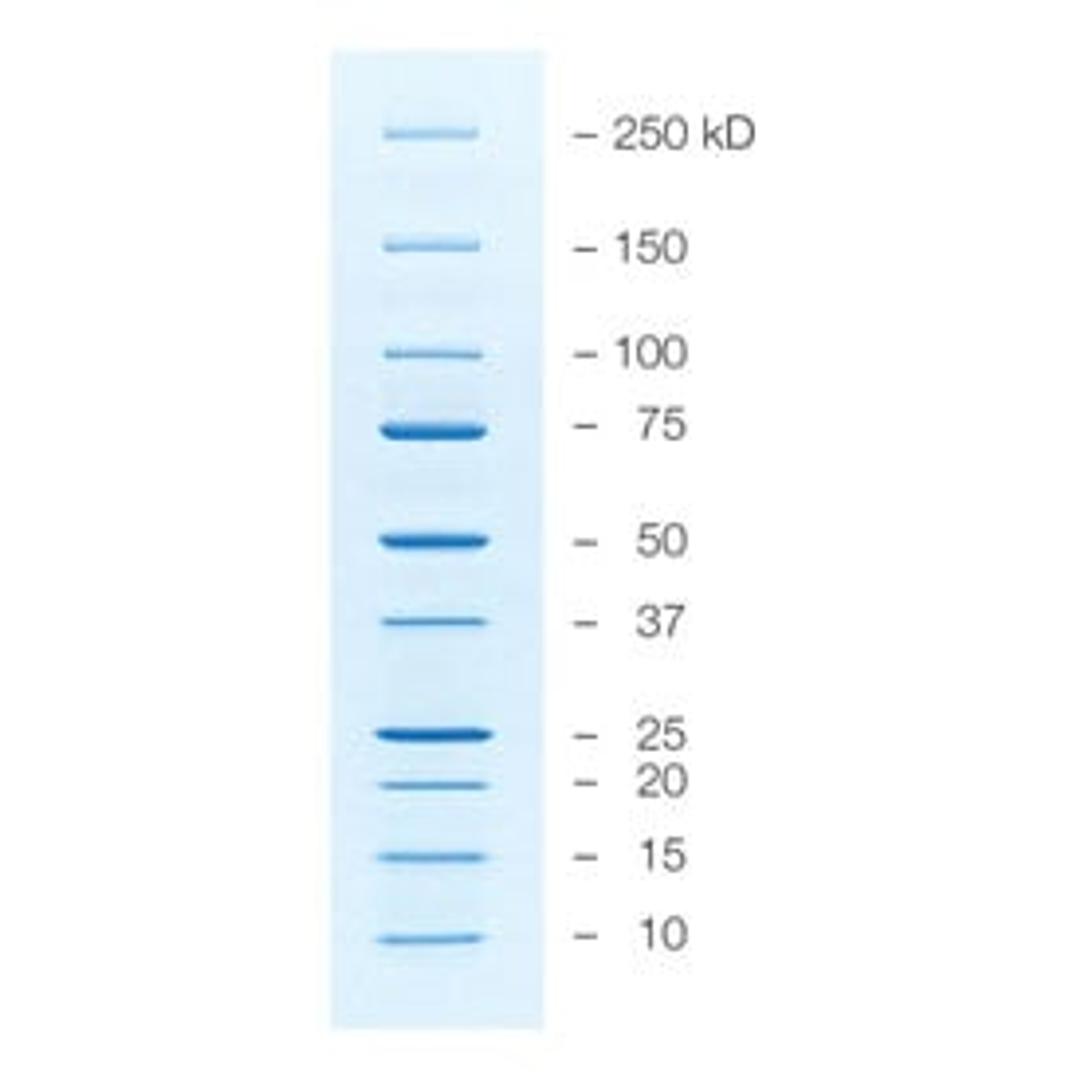 Precision Plus Protein™ Unstained Protein Standards, Strep-tagged recombinant, 1 ml - Bio-Rad - Life Sciences