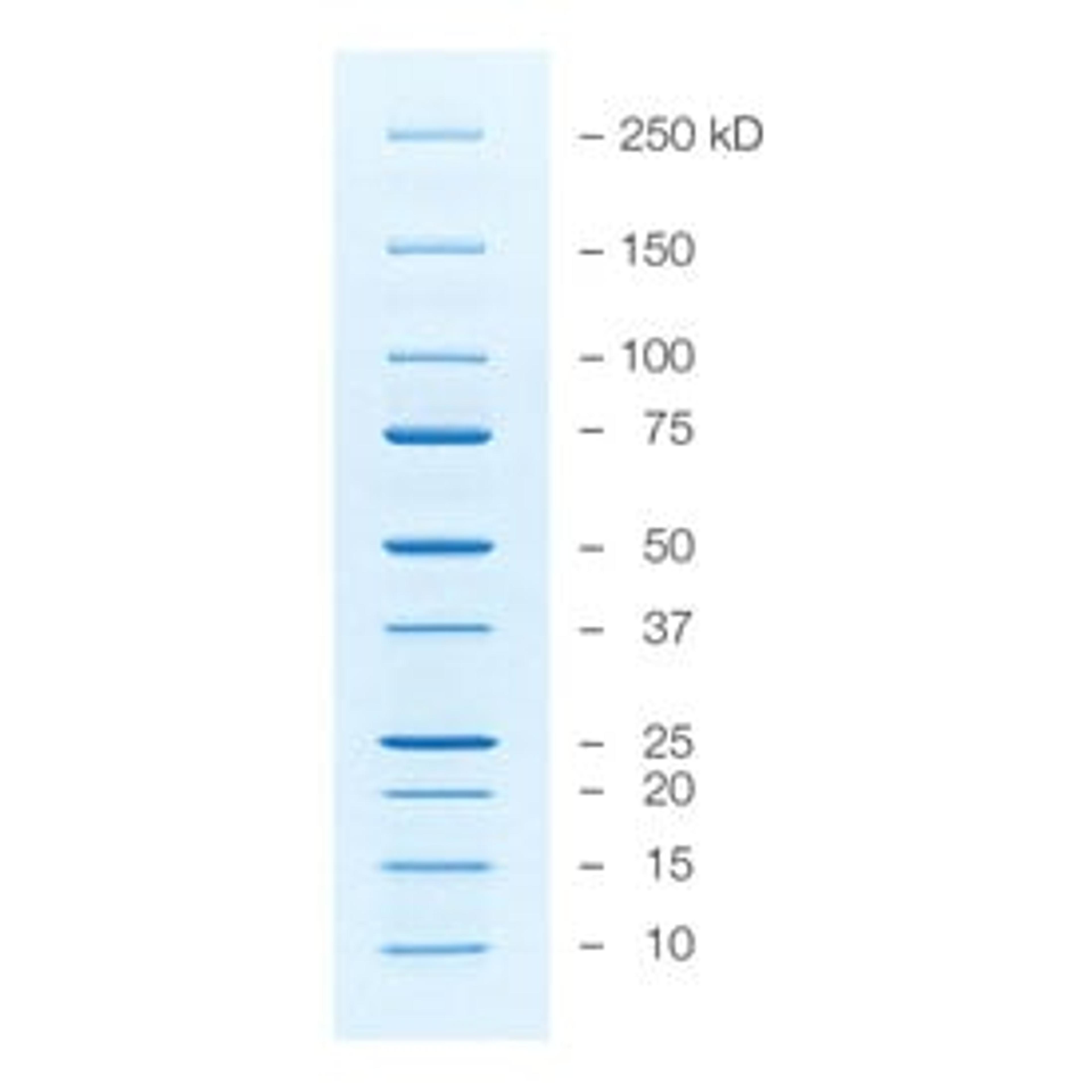 Precision Plus Protein™ Unstained Protein Standards, Strep-tagged recombinant, 1 ml - Bio-Rad - Life Sciences