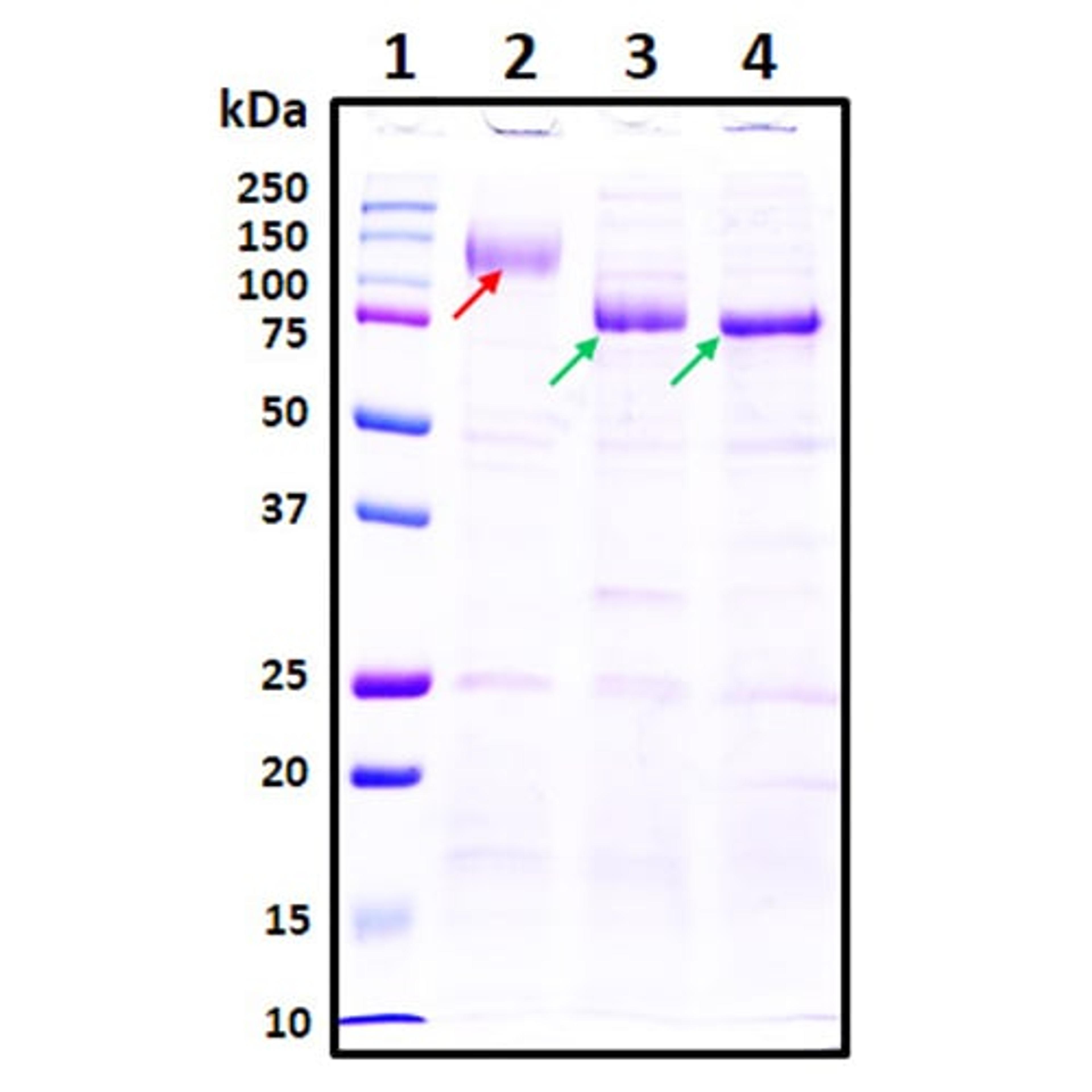 Recombinant SARS-CoV-2 S1 Subunit Protein (full length) - RayBiotech Inc. - Life Sciences