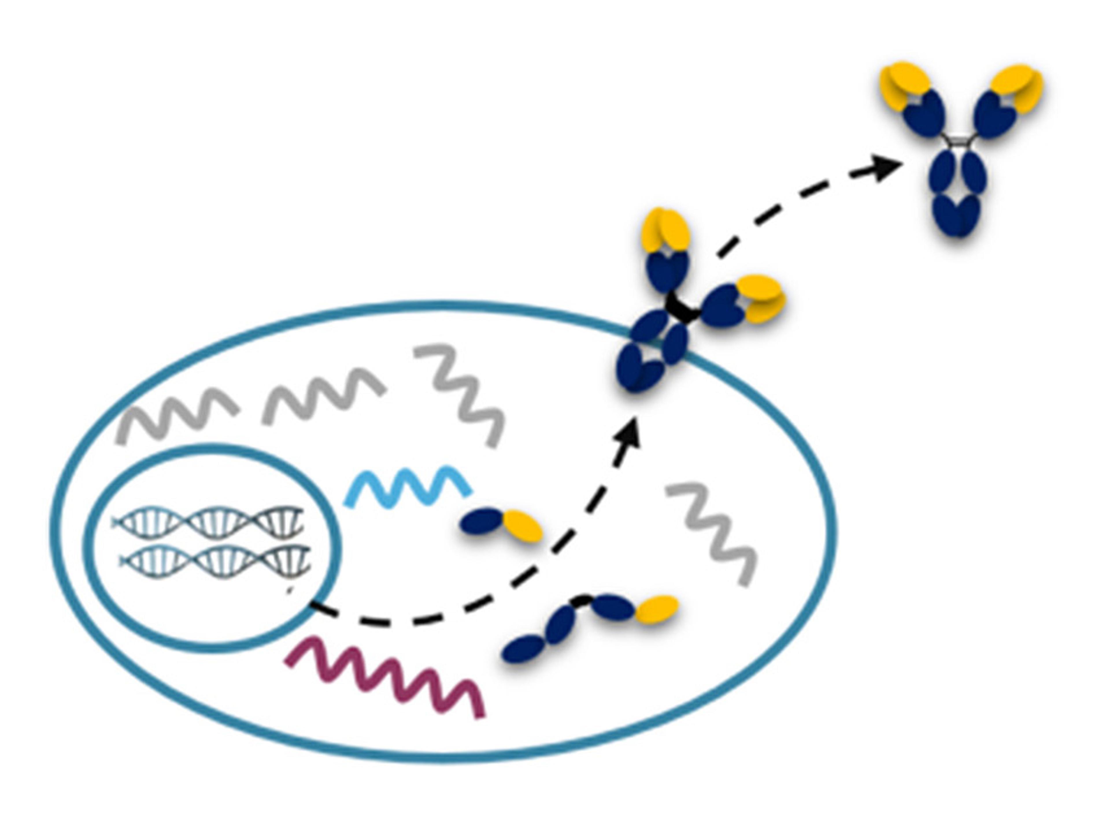 Antibody Sequencing - Absolute Antibody - Life Sciences