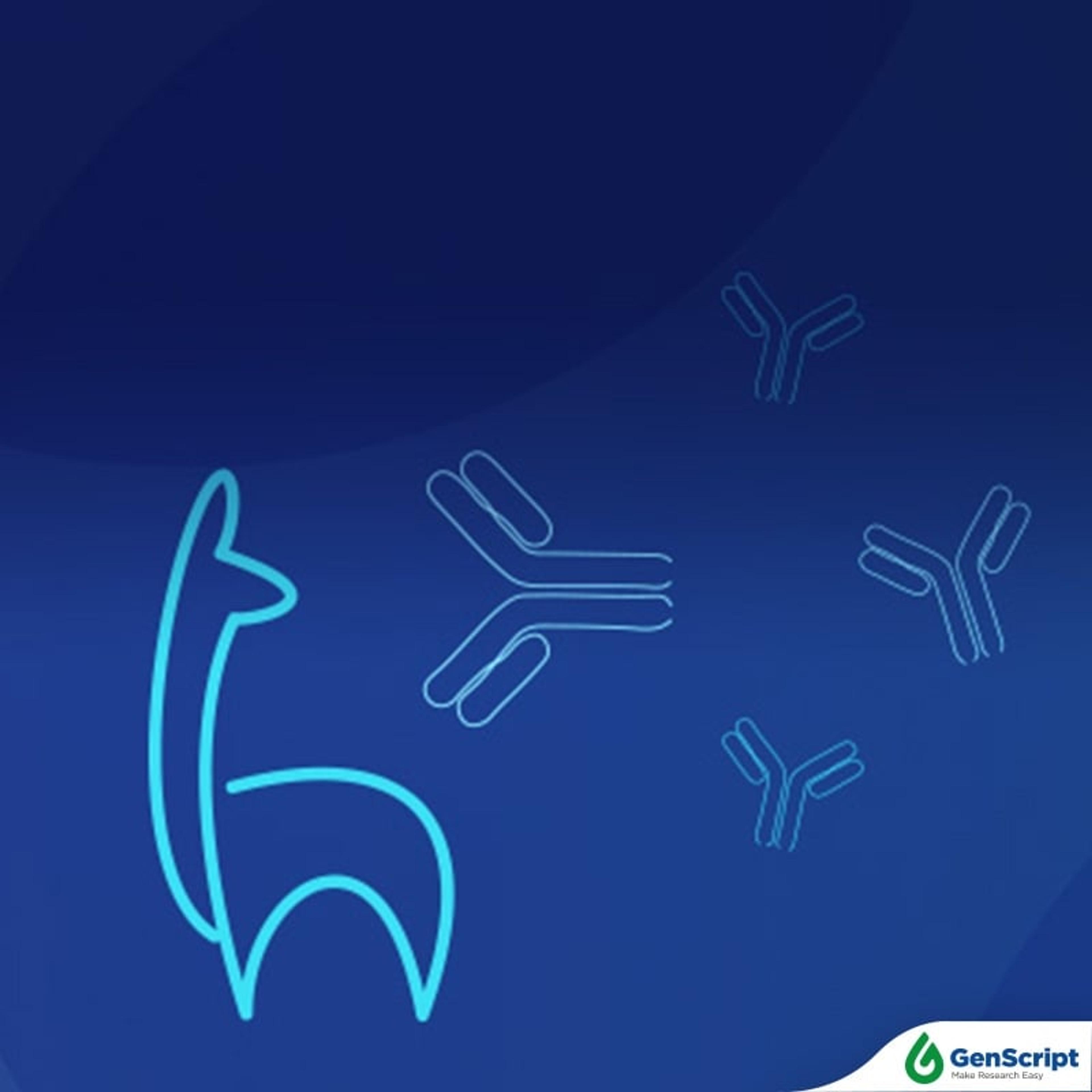 GenScript VHH Antibodies - GenScript - Life Sciences