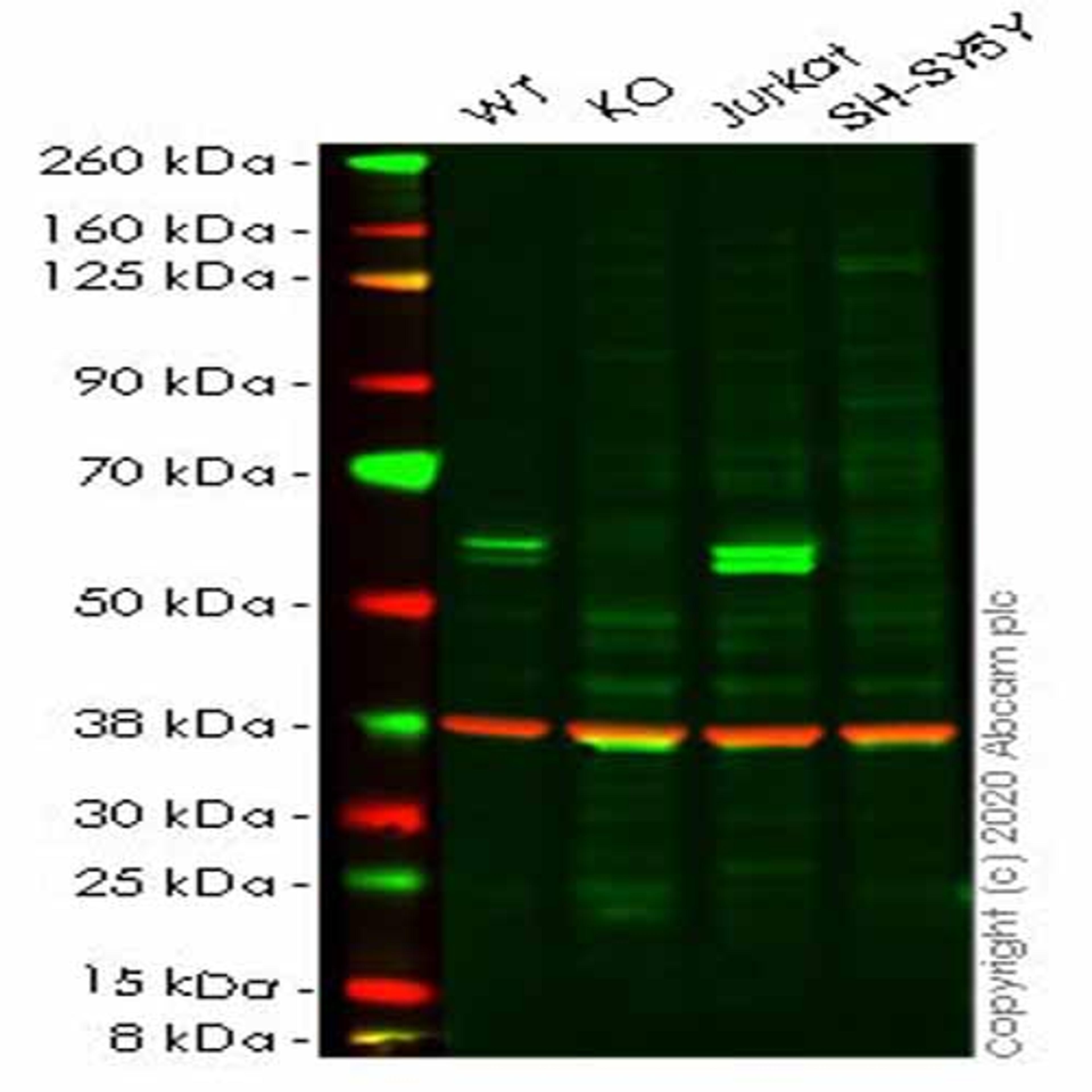 Human CASP8 (Caspase-8) knockout HeLa cell line - Abcam plc - Life Sciences