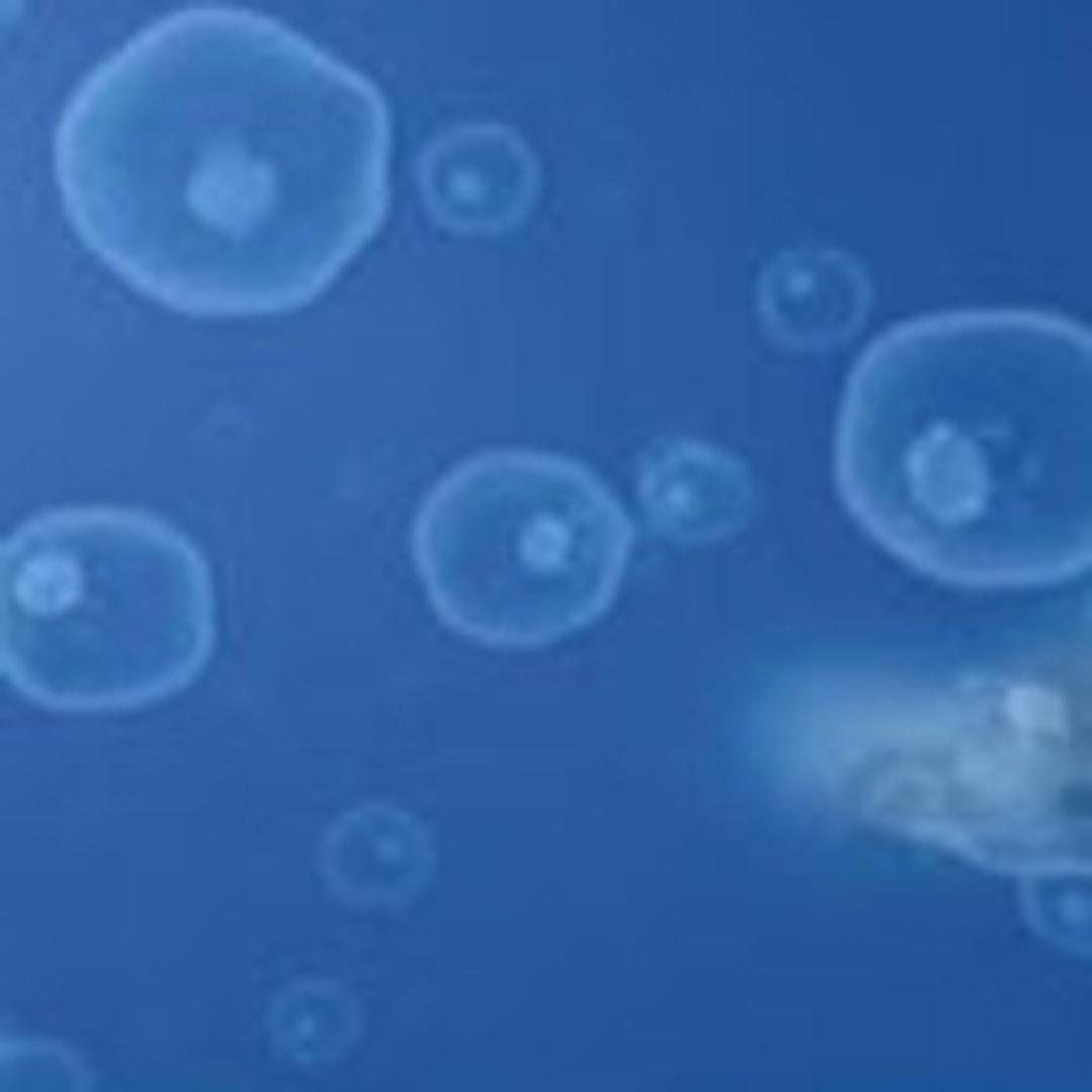 CryoStor® Freezing Media - Merck - Life Sciences