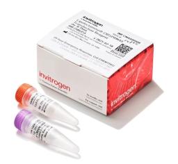 Invitrogen™ Lipofectamine™ CRISPRMAX™ Cas9 Transfection Reagent - Thermo Fisher Scientific