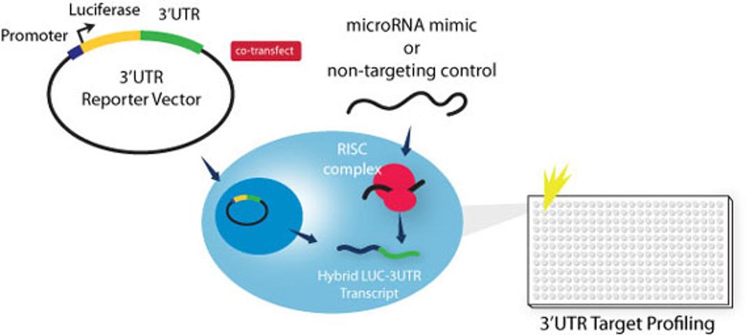 LightSwitch™ 3´UTR Reporter GoClone™ Collection - Active Motif - Life Sciences