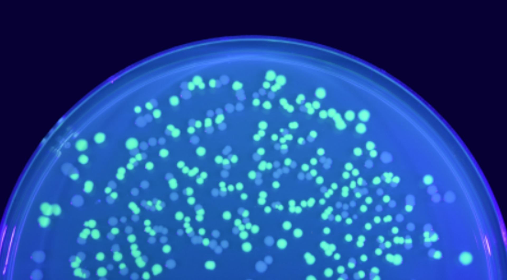 E. coli cells expressing GFP