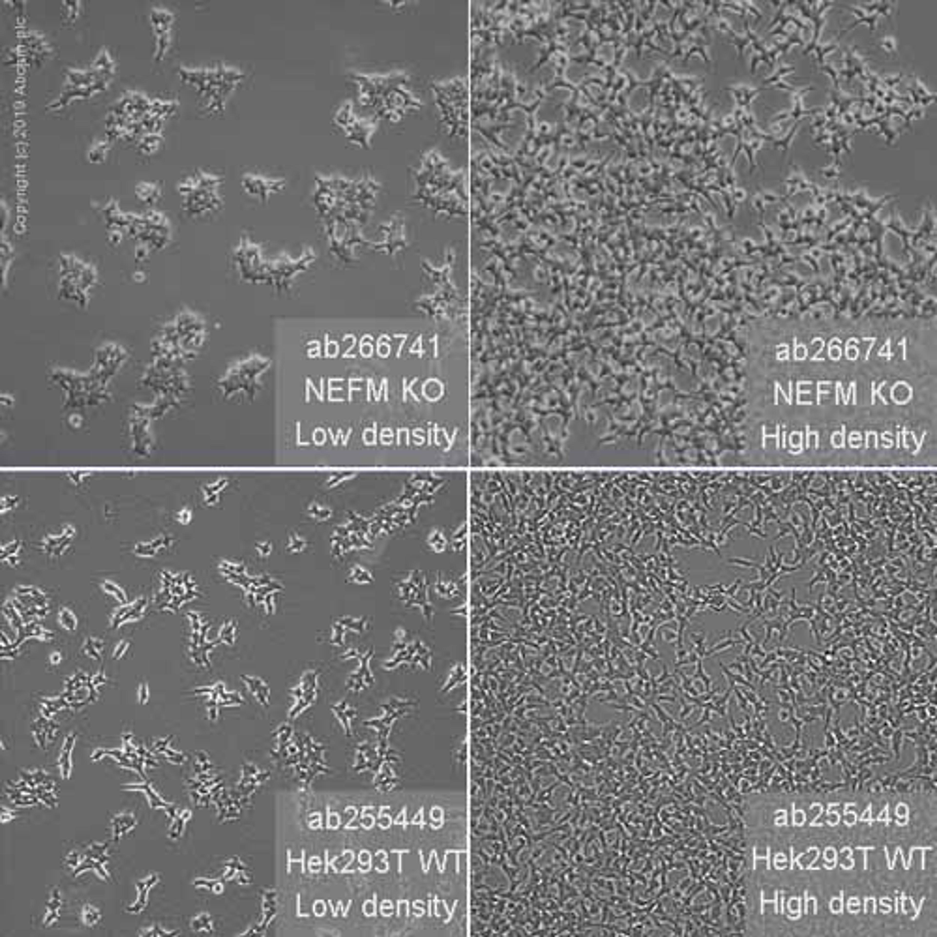 Human NEFM (160 kD Neurofilament Medium) knockout HEK293T cell line - Abcam plc - Life Sciences